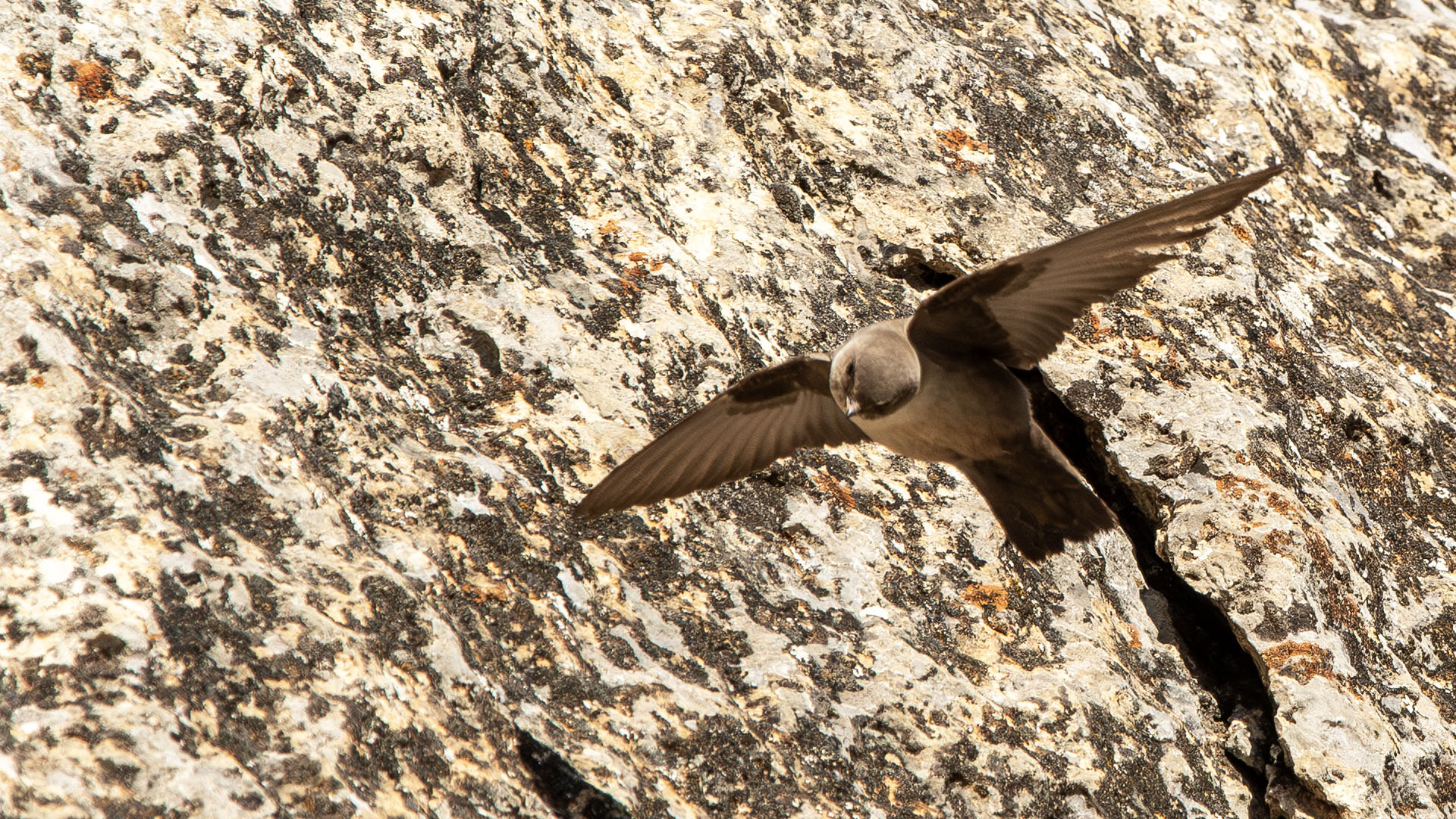 Eurasian Crag-Martin